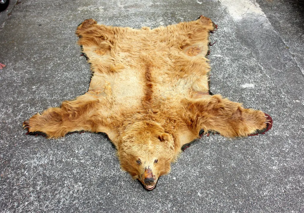 A vintage adult brown bear rug with mounted head Image 1++