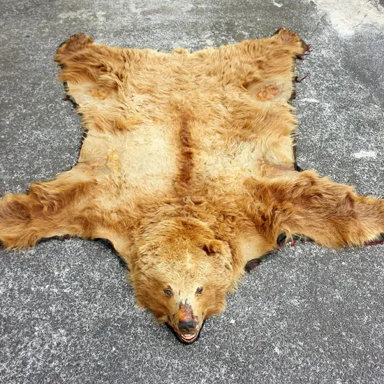 A vintage adult brown bear rug with mounted head