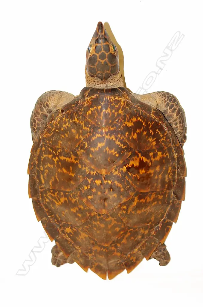 A vintage taxidermy turtle Image 1++