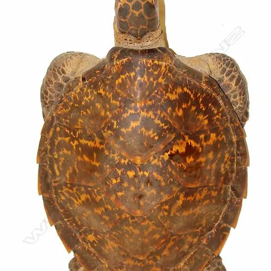 A vintage taxidermy turtle