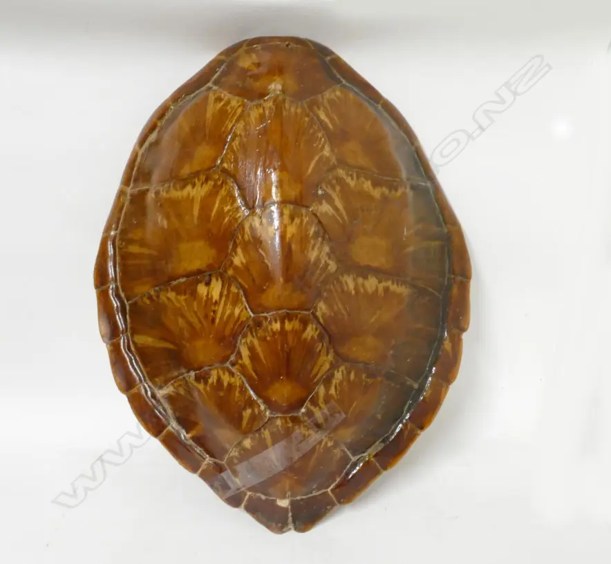 A small turtle shell Image 1++