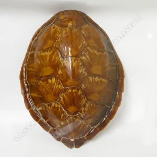 A small turtle shell