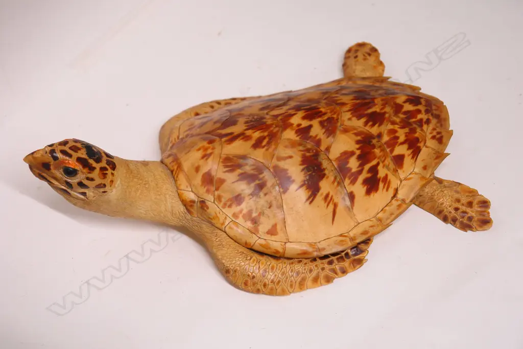 A vintage full mount turtle Image 1++