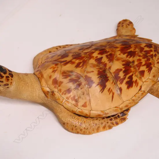 A vintage full mount turtle