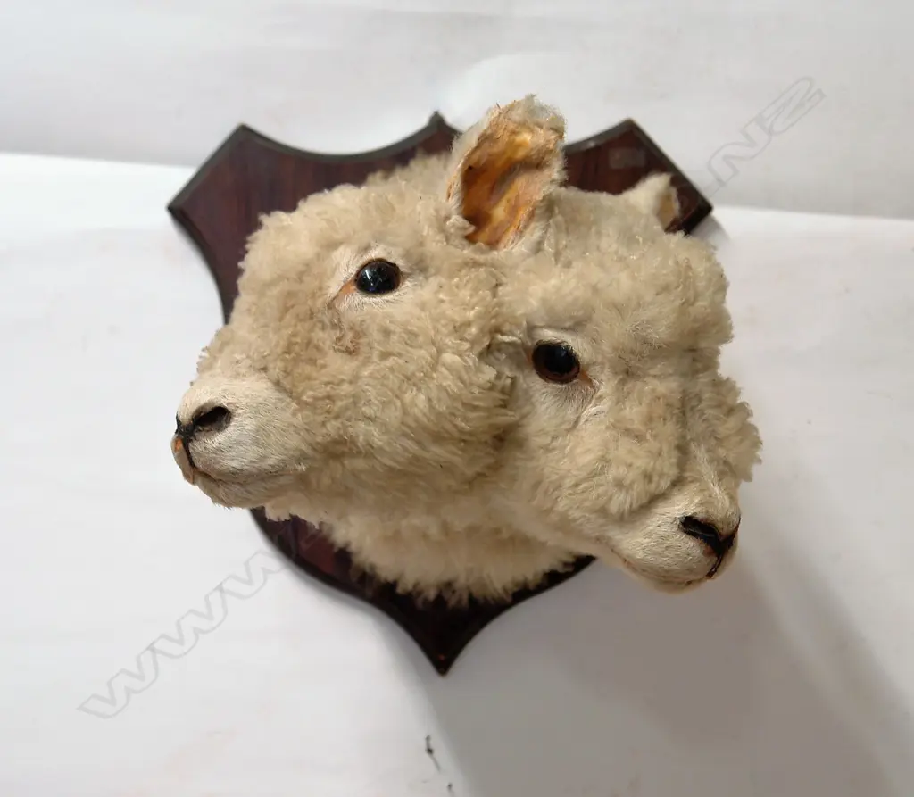 A rare taxidermy two-headed lamb shoulder mount Image 1++