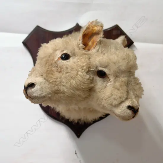 A rare taxidermy two-headed lamb shoulder mount