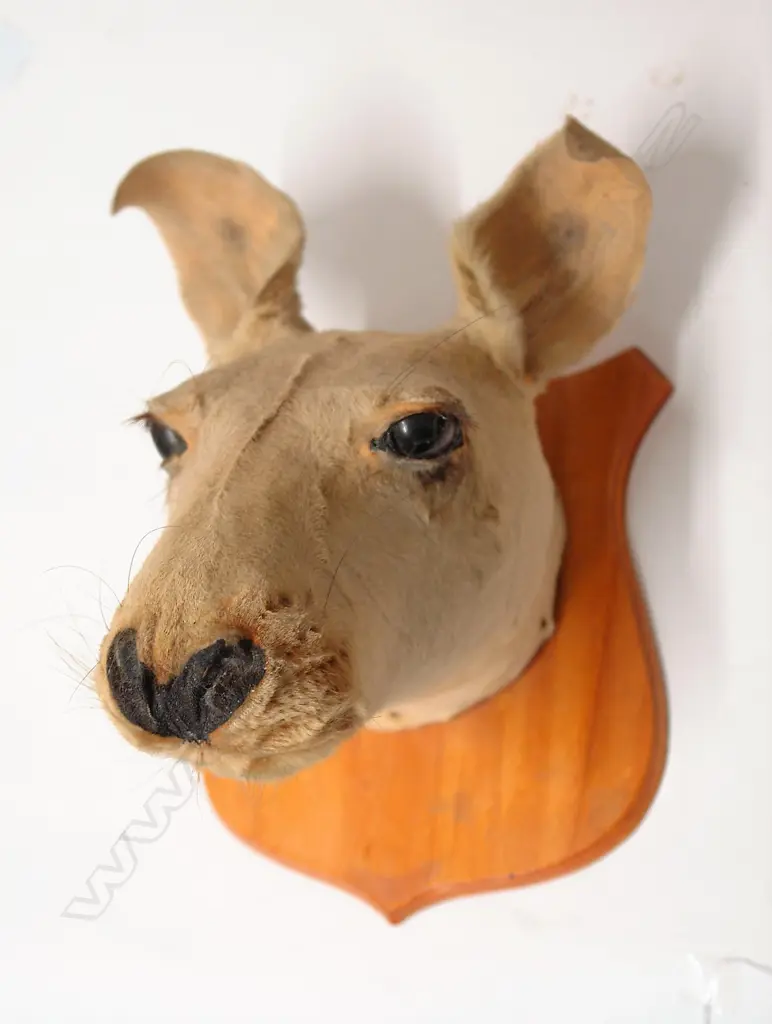 A vintage taxidermy kangaroo head Image 1++