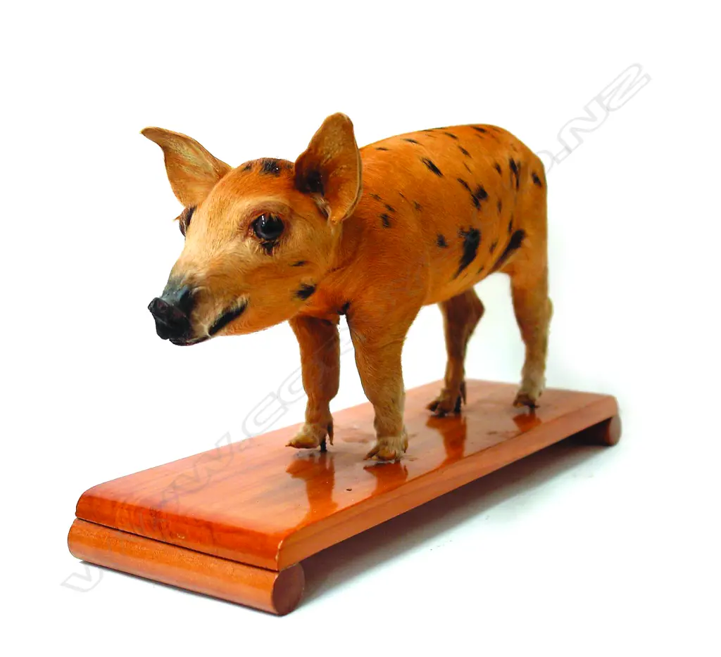A vintage taxidermy runt piglet Image 1++