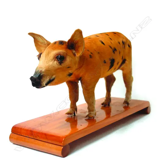 A vintage taxidermy runt piglet