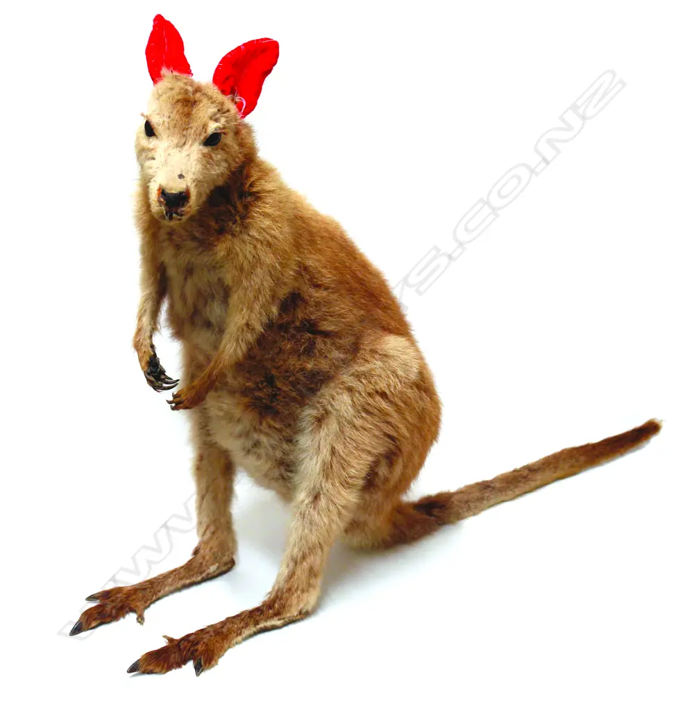 A vintage taxidermy full body mount wallaby Image 1++