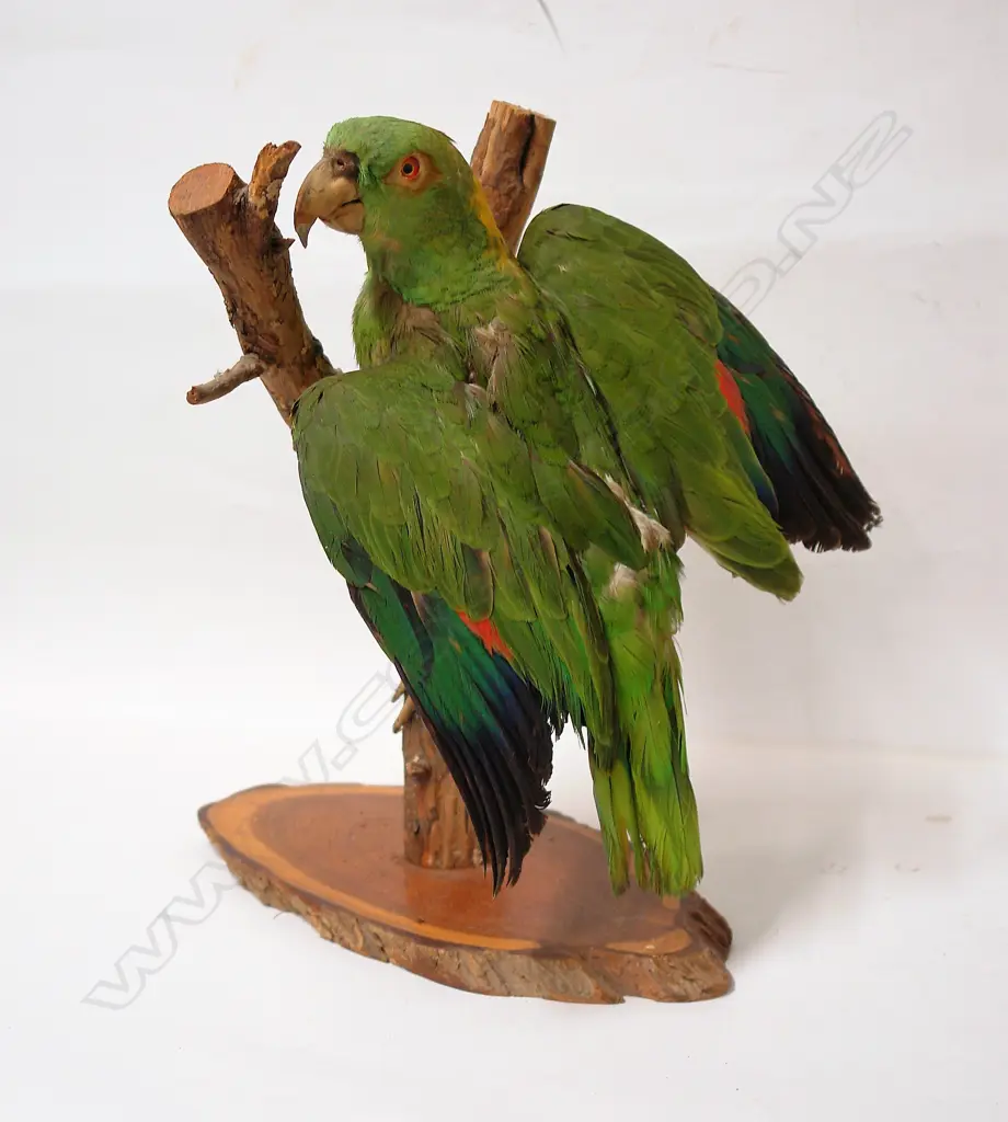 A vintage taxidermy green parrot Image 1++