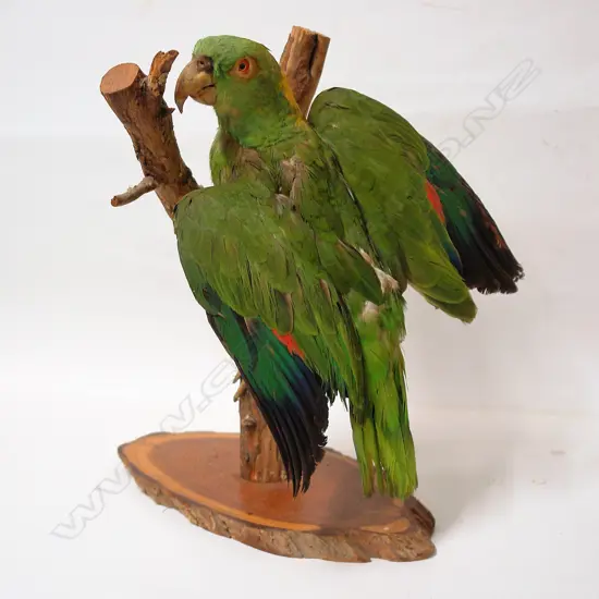 A vintage taxidermy green parrot
