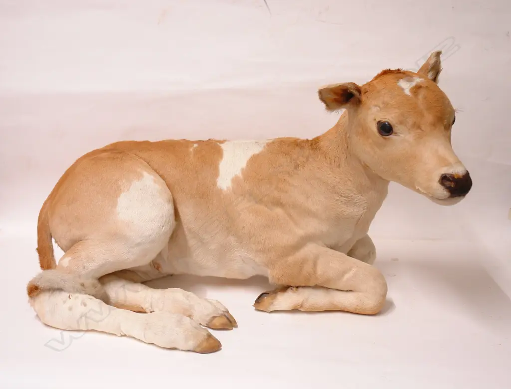 A taxidermy full body model of a calf Image 1++