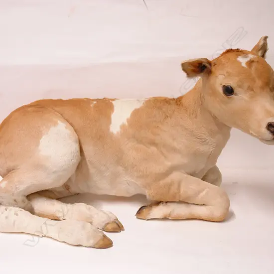 A taxidermy full body model of a calf