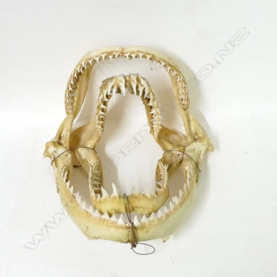 Two quality pairs of vintage shark jaws Image 1++
