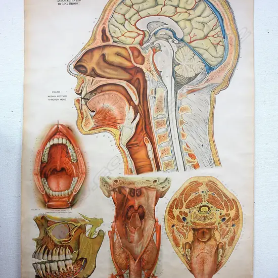 A c.1920 American Frohse Anatomical Chart