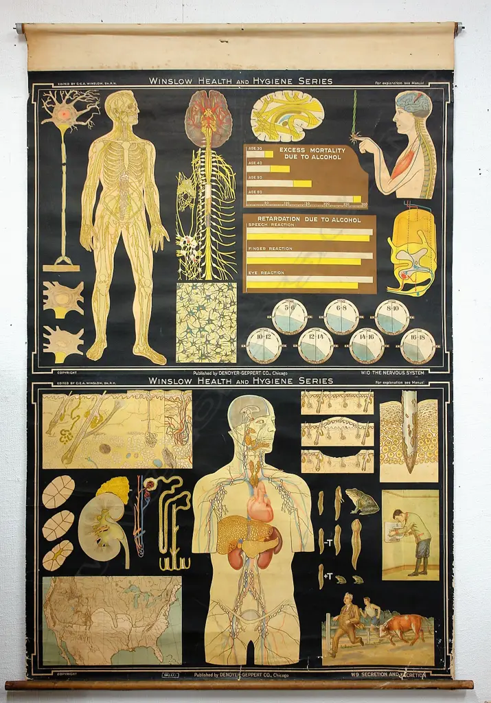 An early 20thC 'Winslow Health & Hygiene Series' medical display chart Image 1++