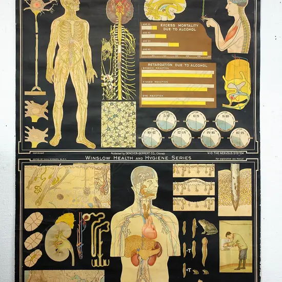 An early 20thC 'Winslow Health & Hygiene Series' medical display chart