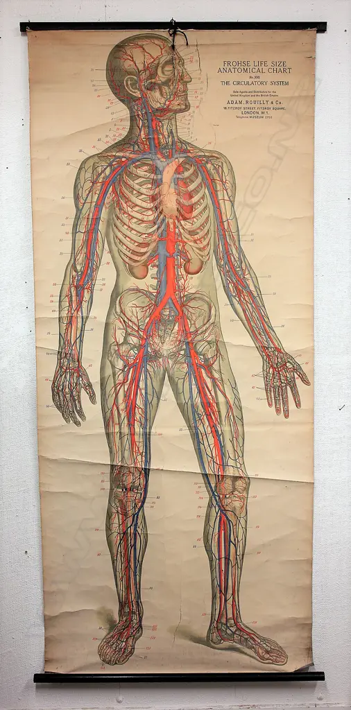 An early 20thC 'Frohse Life Size Anatomical Chart No. XVII. The Circulatory System' Image 1++