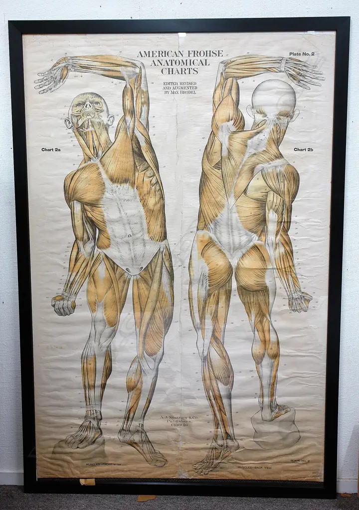 An early 20thC nearly life size 'American Frohse Anatomical' chart Image 1++