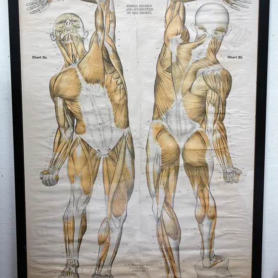 An early 20thC nearly life size 'American Frohse Anatomical' chart
