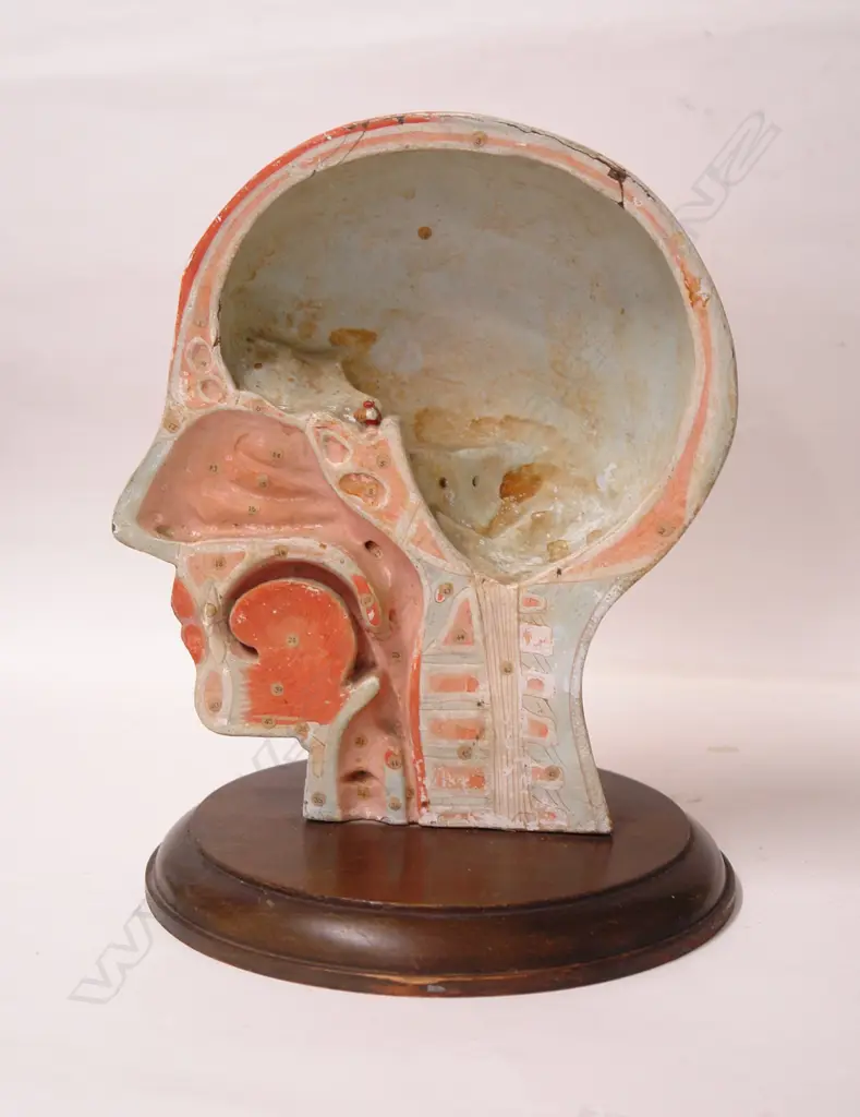 A vintage Clay-Adams Inc. of New York anatomical half model of a human head Image 1++