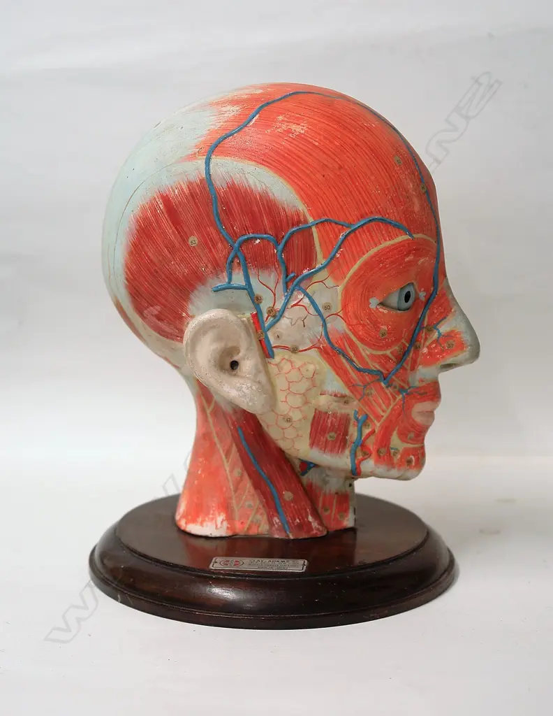 A vintage Clay-Adams Inc. of New York anatomical half model of a human head Image 1++