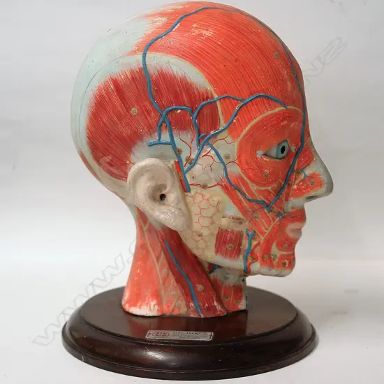 A vintage Clay-Adams Inc. of New York anatomical half model of a human head