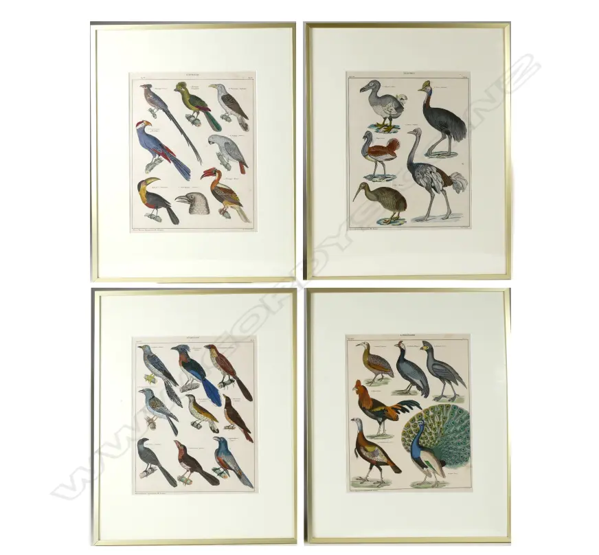 A set of four German hand coloured ornithological lithographs Image 1++