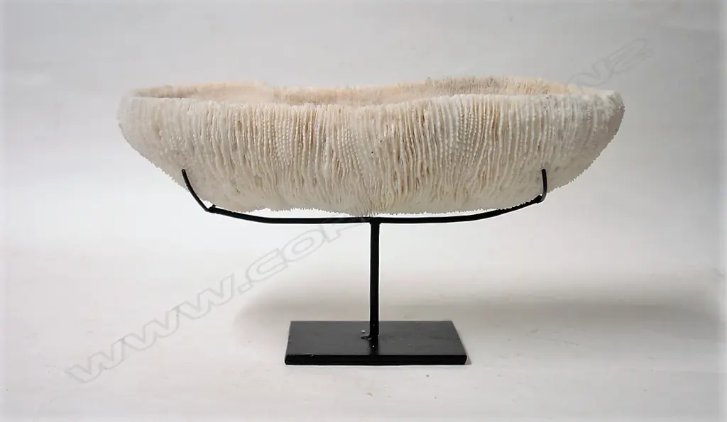 A large impressive oblong white tropical coral specimen Image 1++