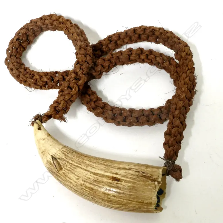 An old Fijian tabua Image 1++