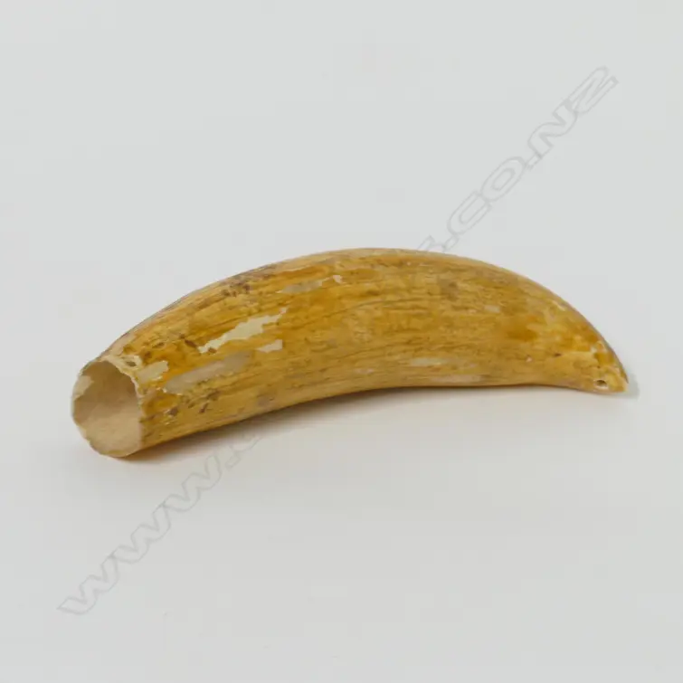 An old Fijian tabua (sperm whale tooth) Image 1++