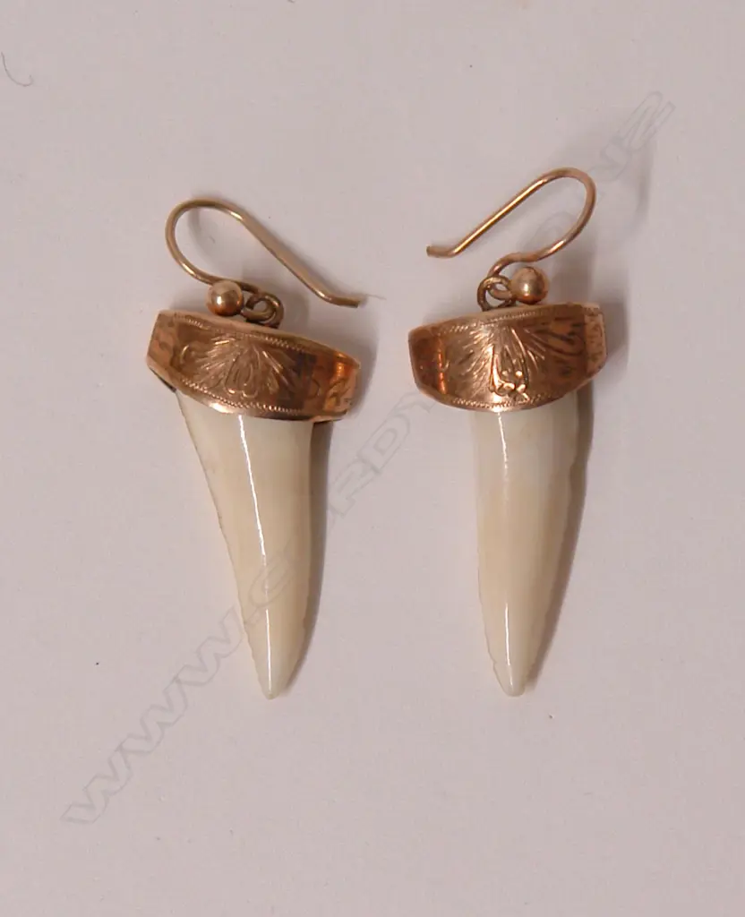 A pair of early 20thC 9ct. rose gold and shark's tooth earrings Image 1++
