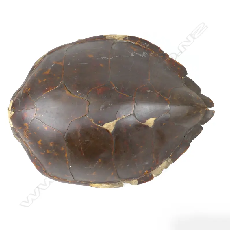 A large old turtle shell Image 1++
