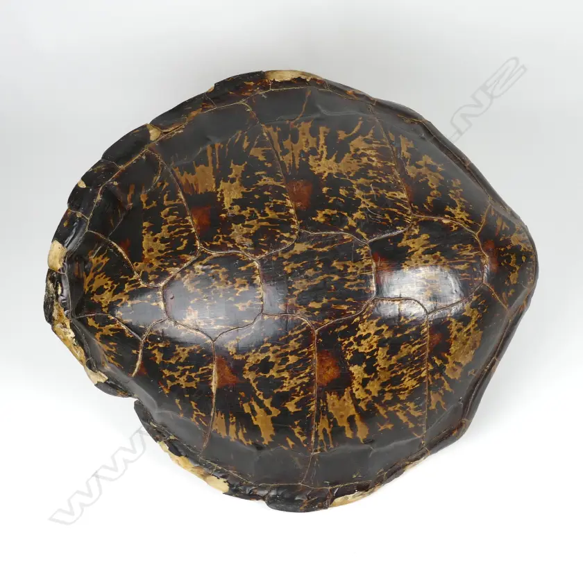 A large old polished turtle shell Image 1++