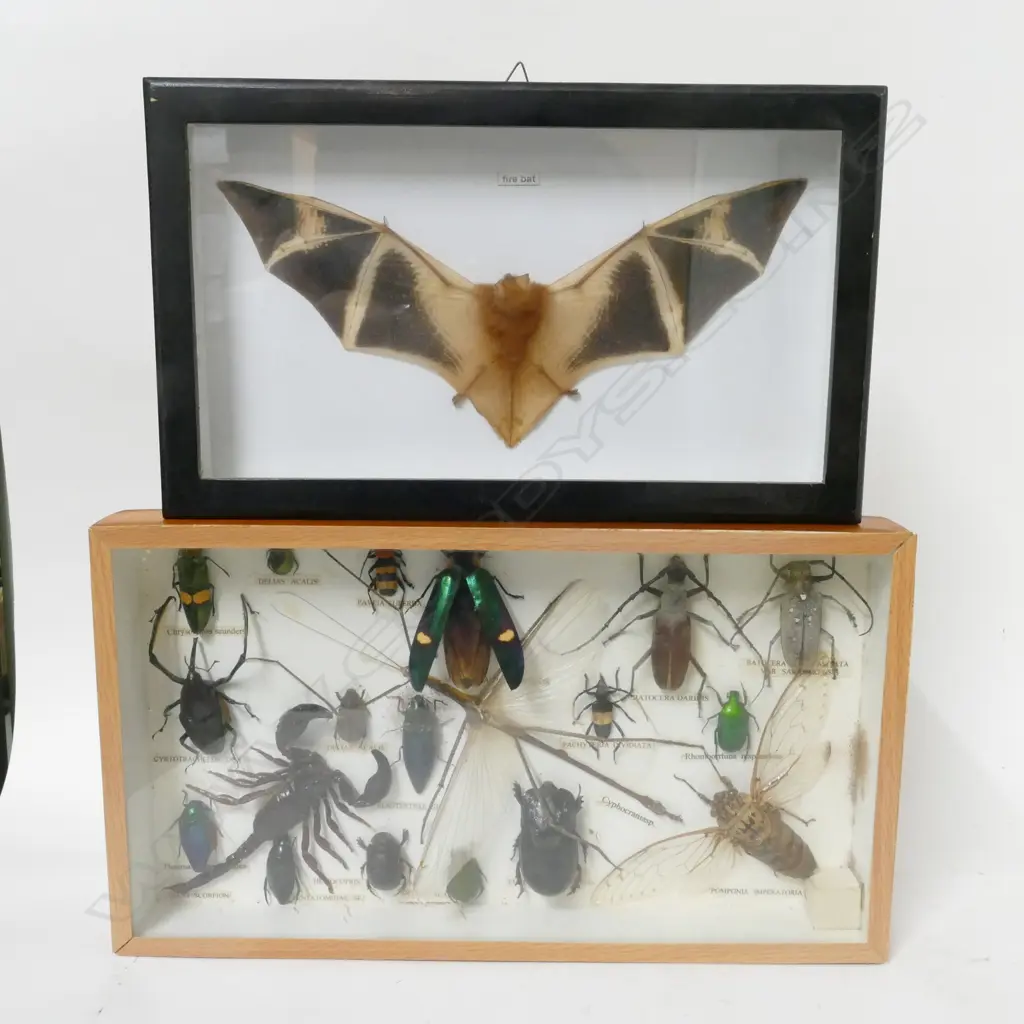 Two framed display specimens Image 1++