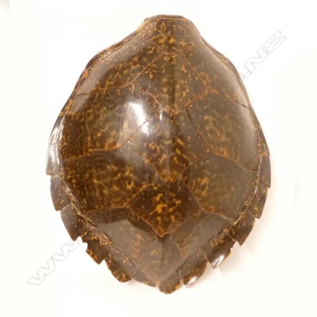 A large turtle shell Image 1++
