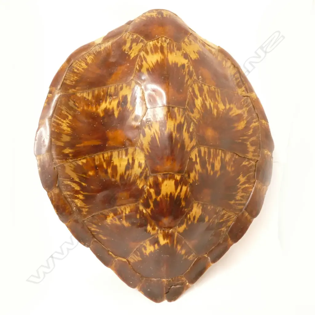 A large turtle shell Image 1++