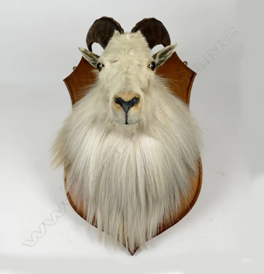 A taxidermy white mountain thar head and shoulder mount Image 1++