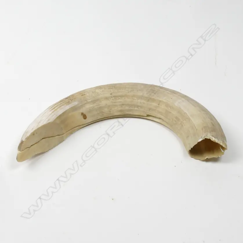 A large old hippo tooth Image 1++