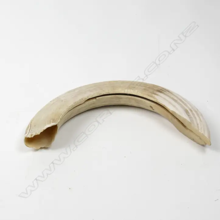 A large old hippo tooth Image 1++