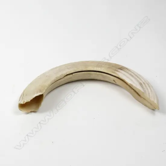 A large old hippo tooth