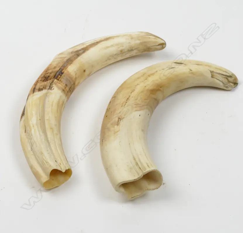 Two warthog tusks Image 1++