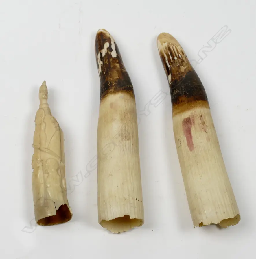 A pair of old hippo tusks Image 1++