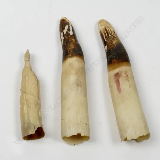 A pair of old hippo tusks