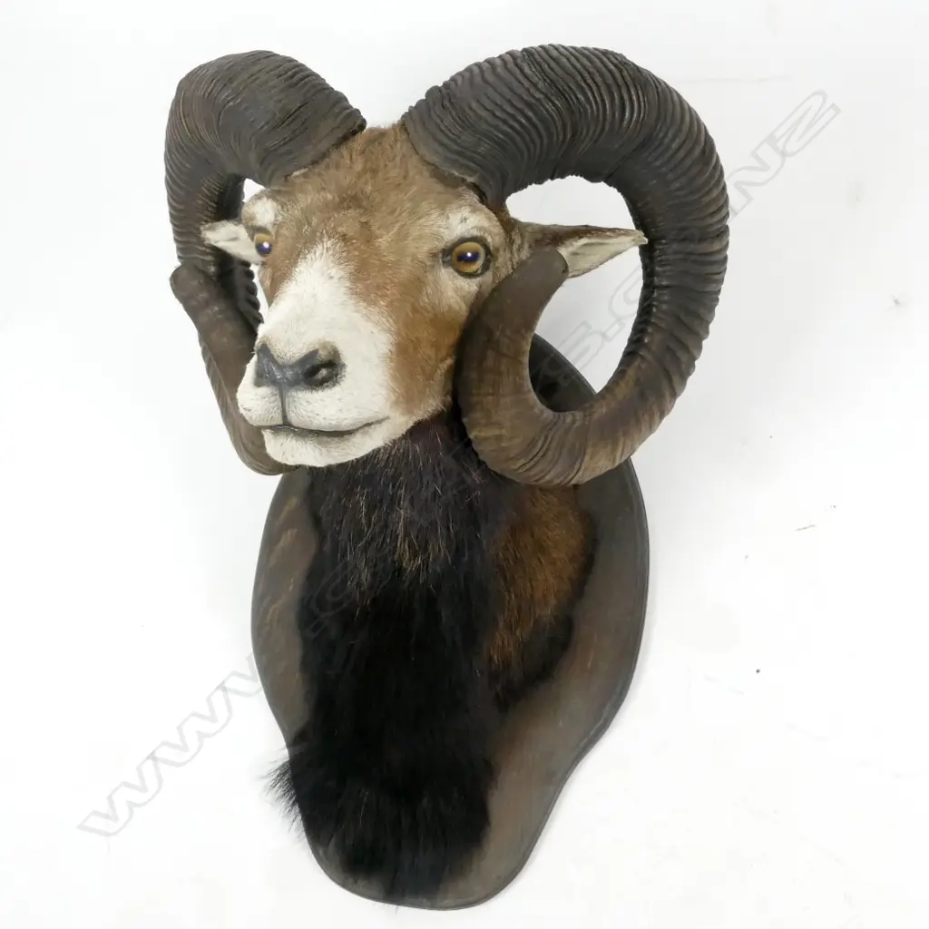A good taxidermy shoulder mount Mouflon Image 1++