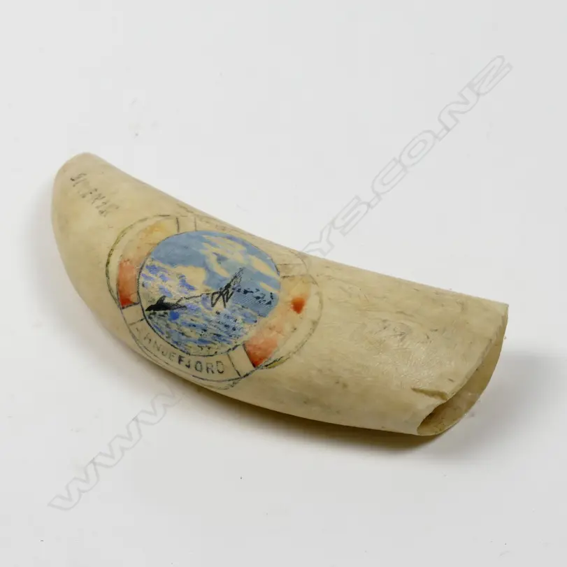An old sperm whale tooth Image 1++
