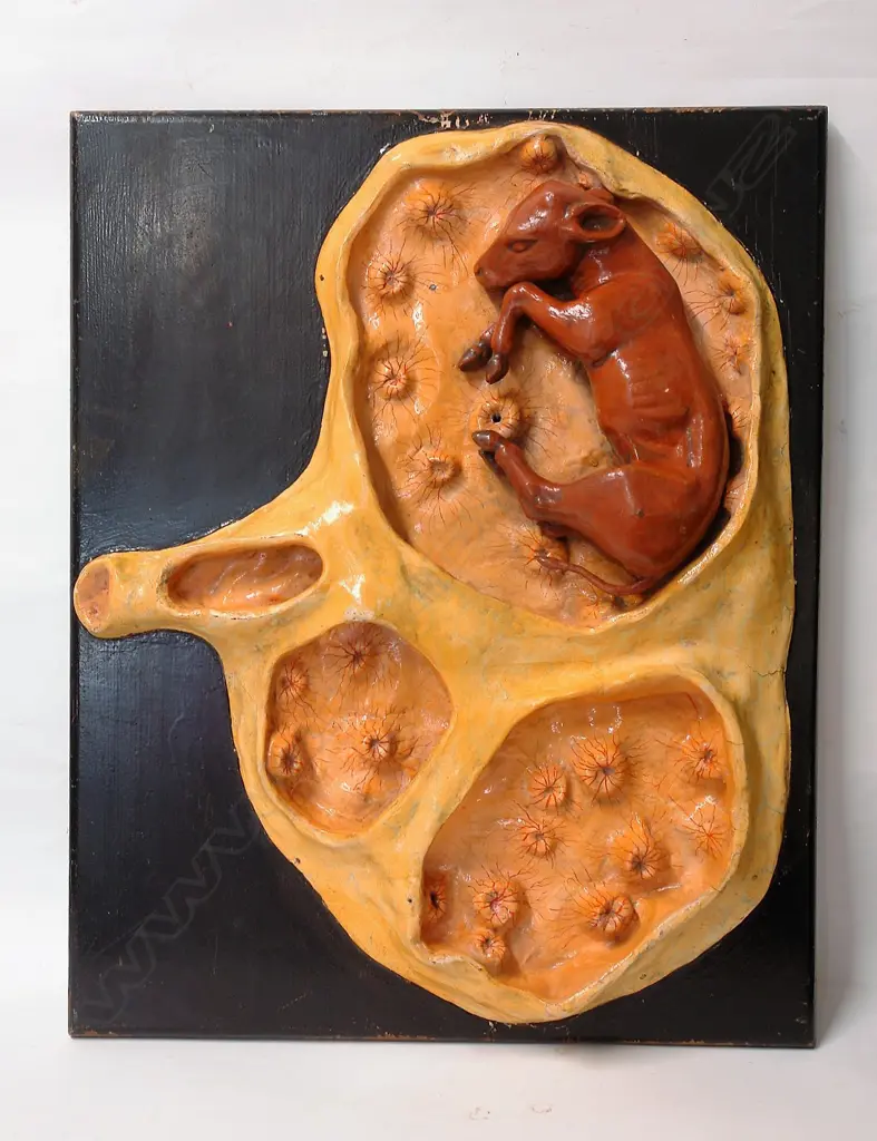 A vintage French painted plaster model of a calf in utero Image 1++