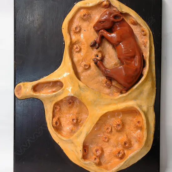 A vintage French painted plaster model of a calf in utero