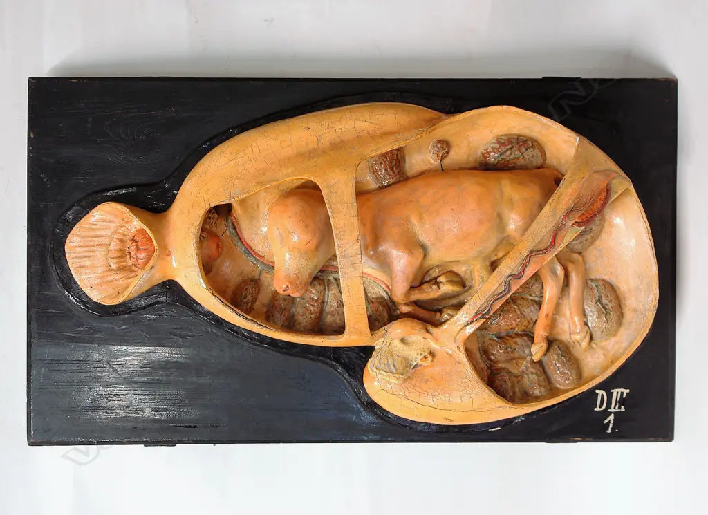 A vintage French painted plaster model of a calf in utero Image 1++